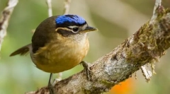 Sinegola iphritis kovaldi